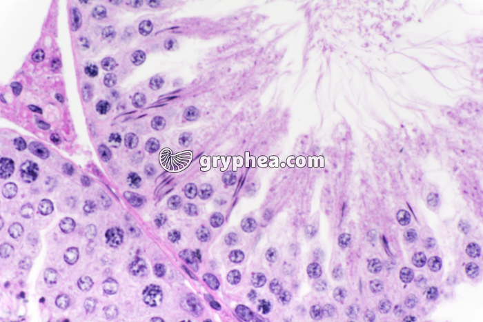 Testicule de Cobaye x200 - gryphea.com